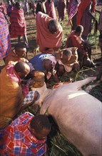 KENYA, Kajiado, A sacrificial cow is suffocated to death at the beginning of an initiation ceremony