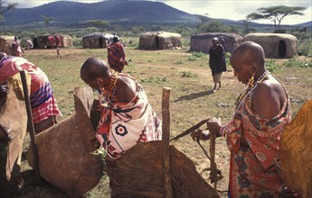 KENYA, Kajiado, Maasai women set up a fence within the Moran village prior to the feast which will