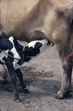 SUDAN, Farming, Four day old bull calf of highly prized black and white colour known as marial with