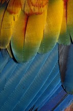 PERU, Amazonia, Tambopata Rainforest, Close up details of the colourful wing feathers of a Scarlet