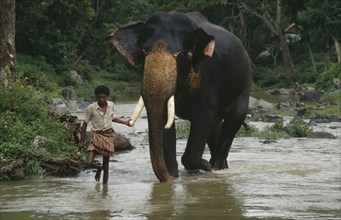 INDIA, Gudular Hills, Mahout leading elephant by the tusk along river.