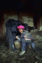 CHINA, Yunnan, Zongdian, Smiling woman milking a Yak in a barn