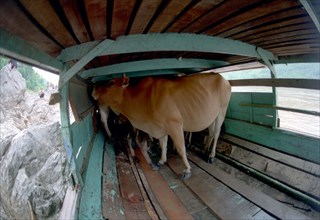 LAOS, Mekong River, Livestock being transported to market by boat