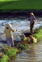 VIETNAM, South, Nha Trang, Two ladies draining a paddy field to replenish another in preperation