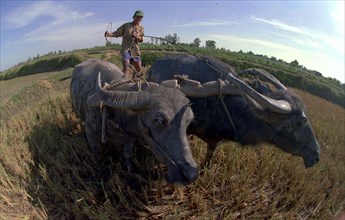 VIETNAM, South, Mekong Delta, Farmer working in a paddy field with two water buffalo