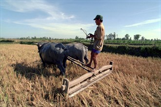 VIETNAM, South, Mekong Delta, Farmer working in a paddy field with two water baffalo