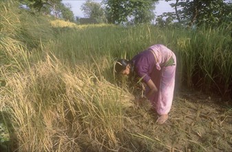 NEPAL, Syangja, Jagatra Devi, Female farmer harvesting summer rice on terraced field in the mid