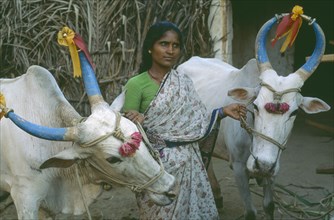 INDIA, Karnataka, Hampi, Woman leading pair of cattle adorned for festival