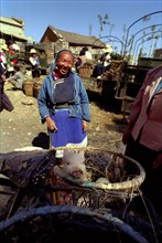 CHINA, Yunnan, Shapin, Smiling women with piglet in a side basket of her bicycle at the market