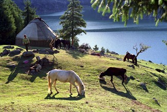 CHINA, Xinjiang, Tianchi, Heavenly Lake. Grazing horses and cow near a Yurt at the lakeside