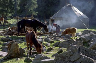 CHINA, Xinjiang, Tianchi, Heavenly Lake. Grazing horses and cow among rocks near a Yurt with woman