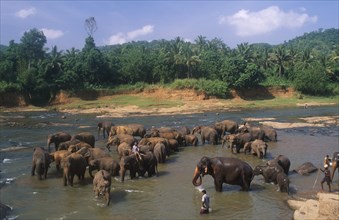 SRI LANKA, Pinnewala, Elephant orphanage near Kegalle.  Elephants bathing in river.