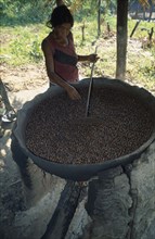 BRAZIL, Amazonas, Rio Maues, Igarape Arua. Satere Maue Indian woman roasting Guarana seeds on a
