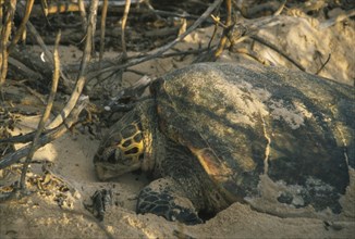 SEYCHELLES, Frigate Island, Hawksbill Turtle laying eggs.