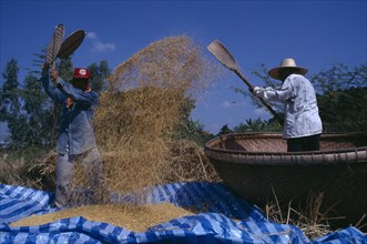 THAILAND, North, Lumphun District, Threshing rice by hand.