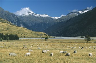 NEW ZEALAND, South Island, Farming, View west across the Makarpra River Valley and grazing sheep