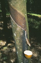 INDONESIA, Sumatra, Bukit Lawang, Tapping latex from rubber tree.