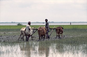 BANGLADESH, General, Oxen ploughing in flooded paddy field