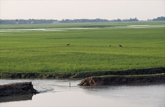 BANGLADESH, Chittagong, Sylhet, Breached embankment and rice fields