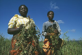 MALAWI, Lipangwe, Crop workers with their organic groundnut crop