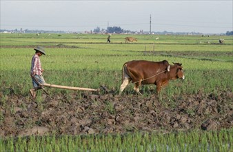 VIETNAM, North, Farming, Farmer ploughing field with ox
