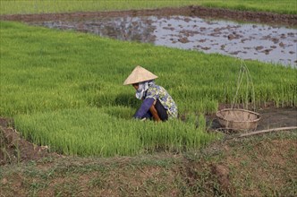 VIETNAM, North, Farming, Woman working with rice seedlings for transplanting