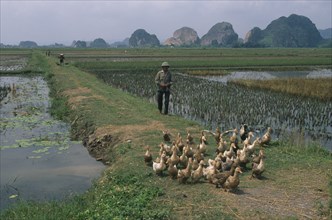 VIETNAM, Ninh Binh Province, Hoa Lu, Farmer herding ducks along a path through rice paddies south