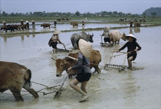 VIETNAM, Thanh Hoa Province, Harrowing rice paddies in preparation for planting seedlings