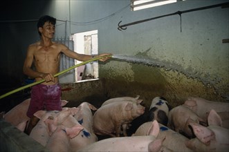 VIETNAM, Farming, Returnee farmer watering his pigs