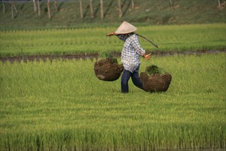 VIETNAM, North, Farming, Woman walking across rice paddy carrying rice seedlings in baskets on a