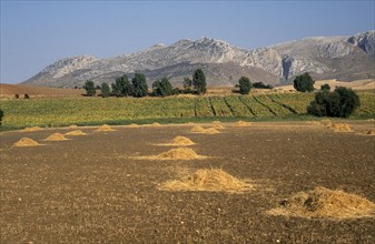 SPAIN, Andalucia, Huerta Y Montes, Harvested fields and sunflower crop in the Rio Guadateba Valley