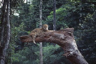 BRAZIL, Para, Carajas, Jaguar on tree branch.