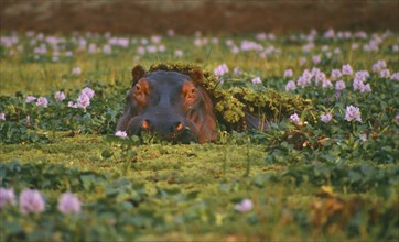 ZIMBABWE, Mana Pools Game Park, Hippo in pool of Nile cabbage weed