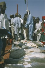 NIGERIA, North, Argungu, Row of fish with onlookers at the Fishing Festival