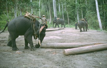 THAILAND, North, General, Working elephant moving felled trees.