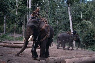 THAILAND, North, Animals, Working elephants moving felled trees.