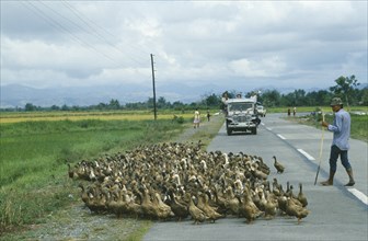 PHILIPPINES, Luzon Island, Agriculture, Peasant farmer herding flock of ducks across road in key