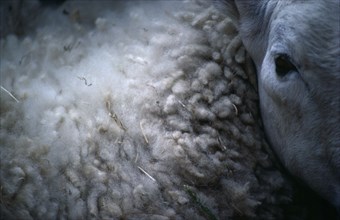AGRICULTURE, Farming , Sheep, Close view of single sheep showing eye and fleece.
