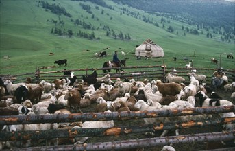 CHINA, Xinjiang Province, Kazakh nomads herding goats and sheep in summer pastures