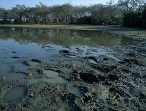 TANZANIA, Selous Game Reserve, Footprints in the mud from a passing elephant herd seen on a walking