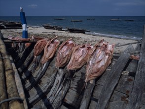 TANZANIA, Pangani, Close up of fish being sun dried on the beach