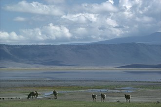 TANZANIA, Ngorongoro Crater, Landscape with grazing zebra.