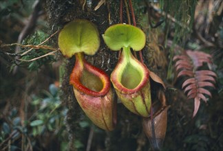 MALAYSIA, Sabah, Mount Kinabalu National Park, Pitcher plants which are a carniverous species that