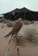 BEDOUIN, Sport, Hooded falcon outside Bedouin tent.