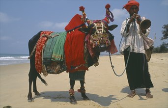 INDIA, Goa, Calangute , Lambini gypsy with his cow wearing decorated harness. Beach
