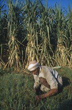 EGYPT, Nile Valley, Luxor, Elderly man weeding sugarcane field.