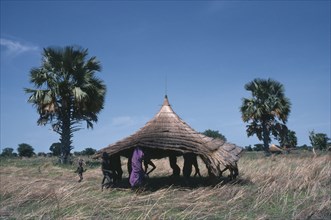 SUDAN, Farming, Dinka tribe carrying thatched roof for cattle camp hut.