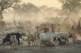 SUDAN, Agar, Dinka cattle camp.  Herd tethered to posts around thatched huts and tribespeople.