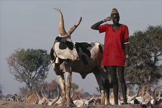 SUDAN, Farming, Dinka man with piebald Song Bull tethered beside him with bell around neck and