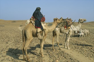 ERITREA, Camels, Woman on camel in desert landscape with other led camel carrying load of firewood.